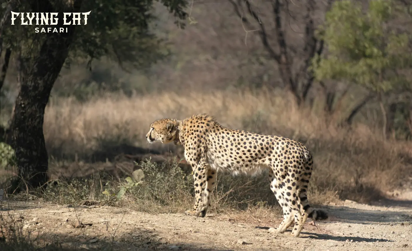 Cheetah in profile on a forest track