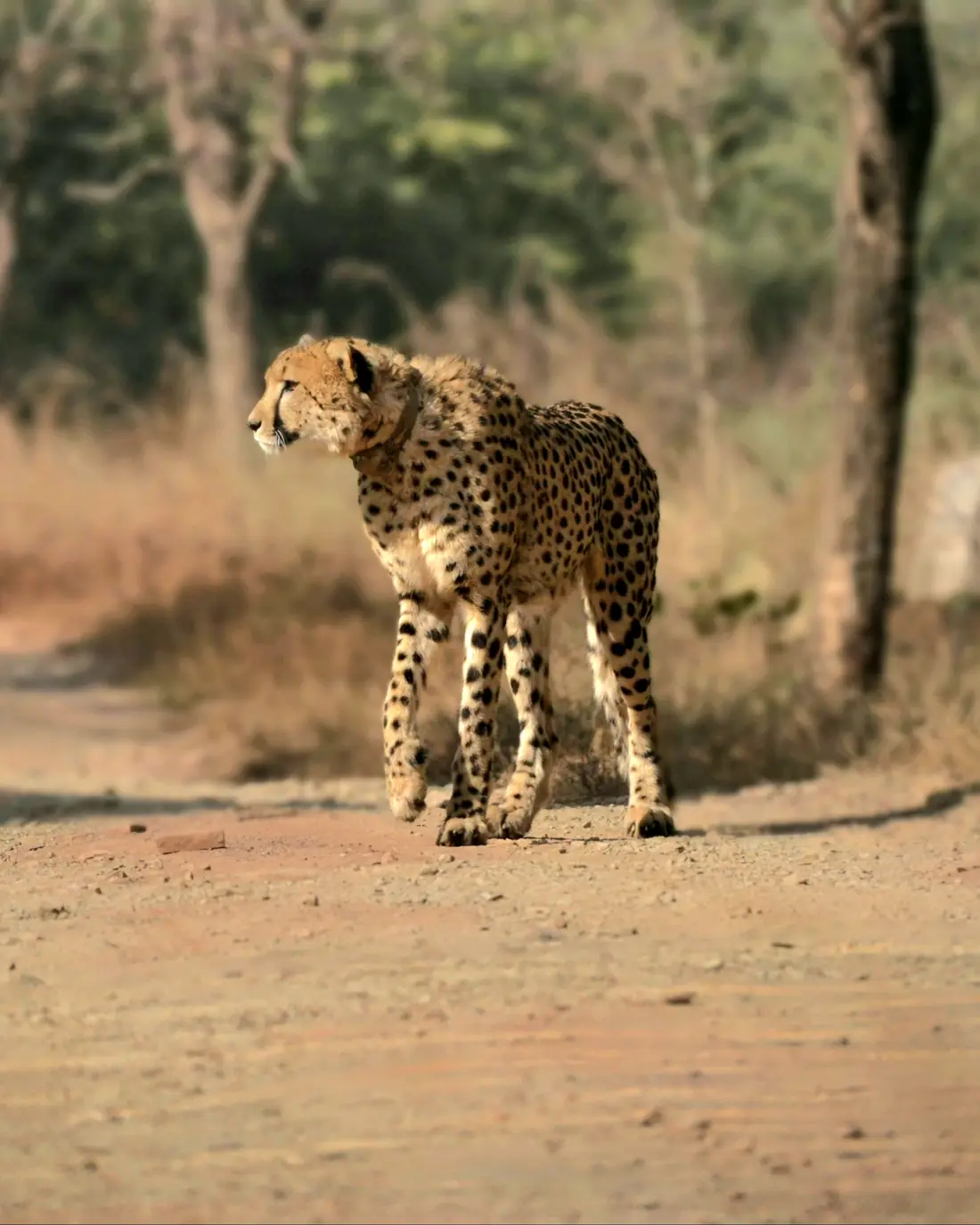 Cheetah Walking Kuno Safari Track