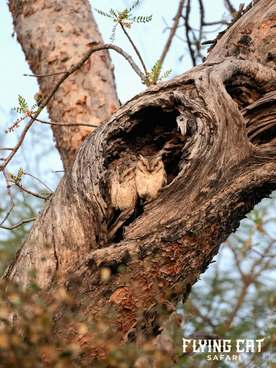 Pair of Indian scops owls in a tree hollow