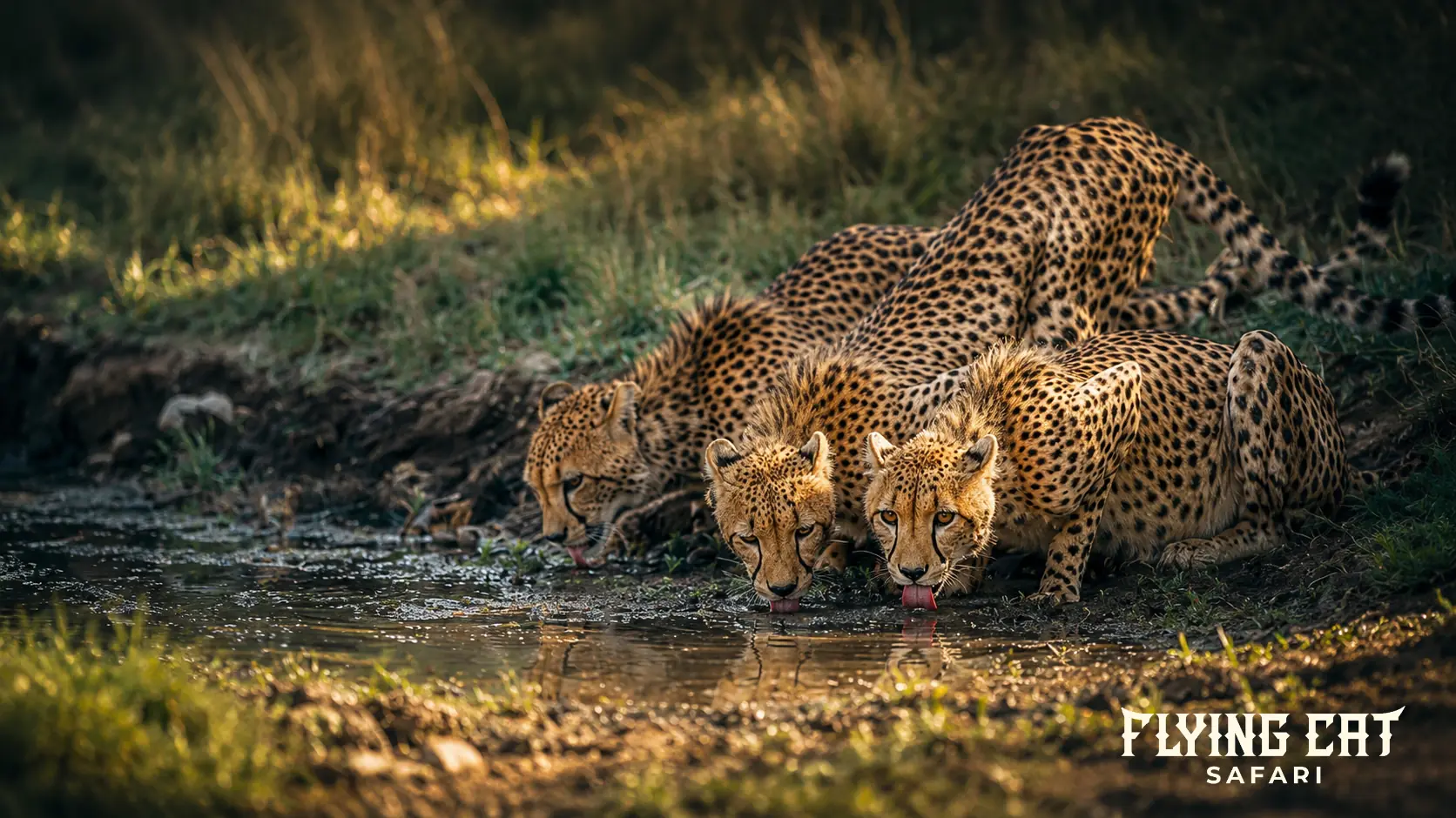 Three cheetahs drinking together at a waterhole in golden light
