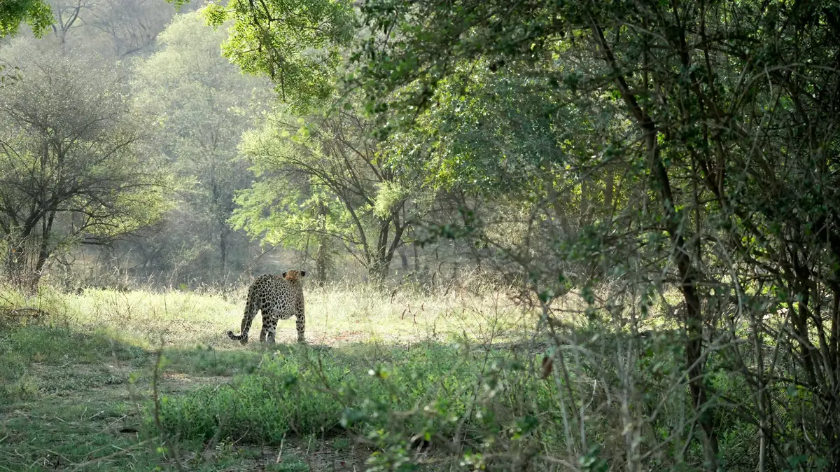 Leopard walking into a sunlit forest clearing