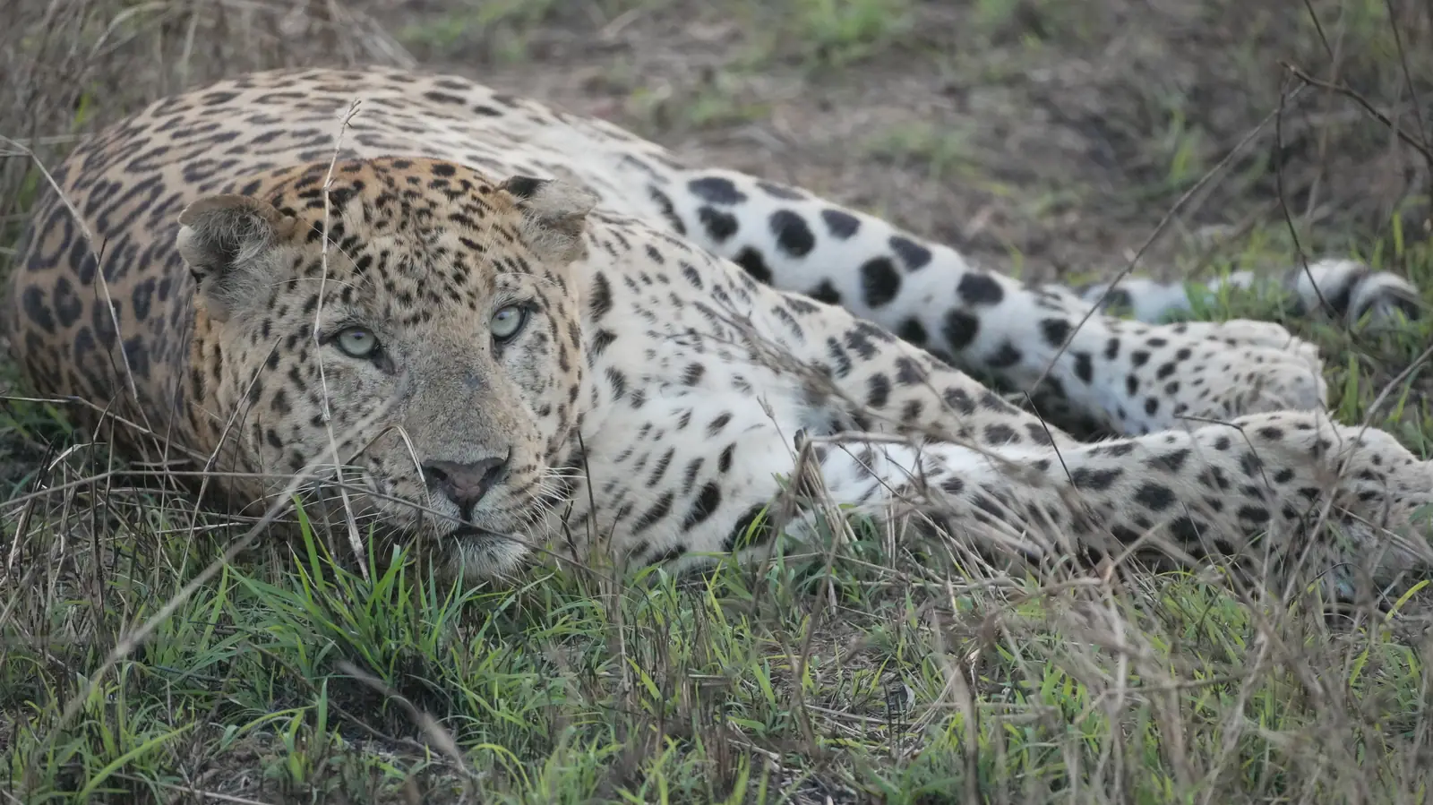 Leopard at Rest