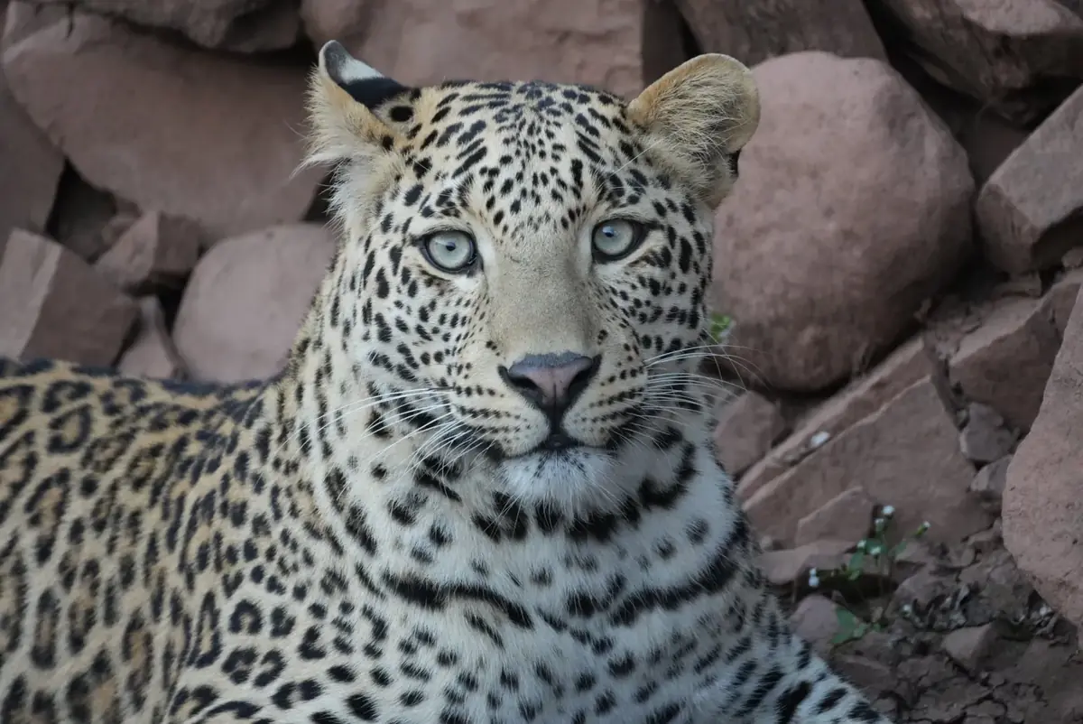 Close-up portrait of a leopard among red rocks