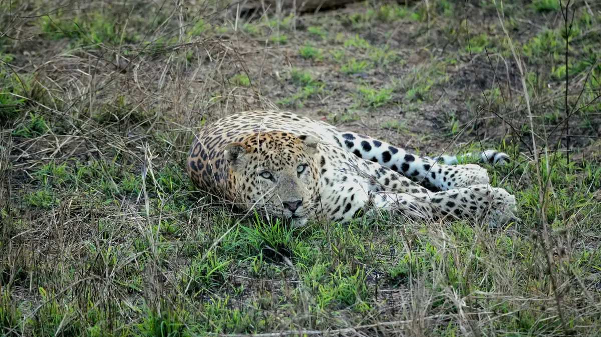 Leopard resting in green grass