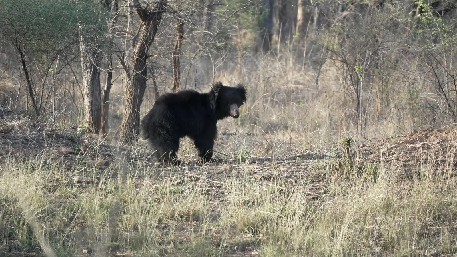 Sloth Bear