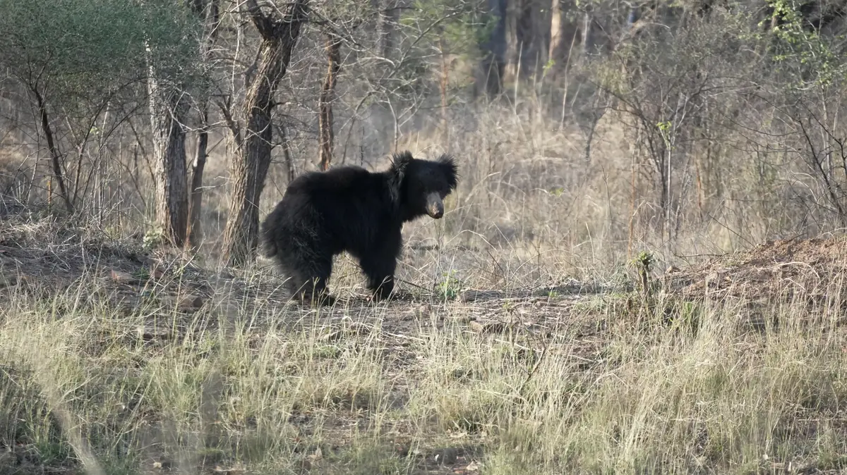 Sloth bear in dry deciduous forest